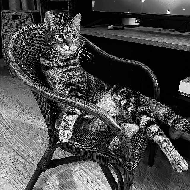 Rio participe au concours pour gagner de l'argent avec cette photo : animal, black_and_white, cat, chair, cozy, curious, domestic_cat, feline, furniture, home, indoor, leisure, pet, portrait, relaxed, resting, striped, tabby_cat, wicker_chair, wooden_floor