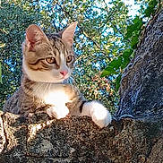 Austine a rejoint le concours — aidez-le/la à gagner de superbes lots ! cat, tabby, animal, pet, outdoor, nature, stone_wall, greenery, leaves, sunlight, daylight, curious, ears, paws, fur, whiskers, sky, branch, tree, closeup