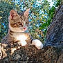cat, tabby, animal, pet, outdoor, nature, stone_wall, greenery, leaves, sunlight, daylight, curious, ears, paws, fur, whiskers, sky, branch, tree, closeup