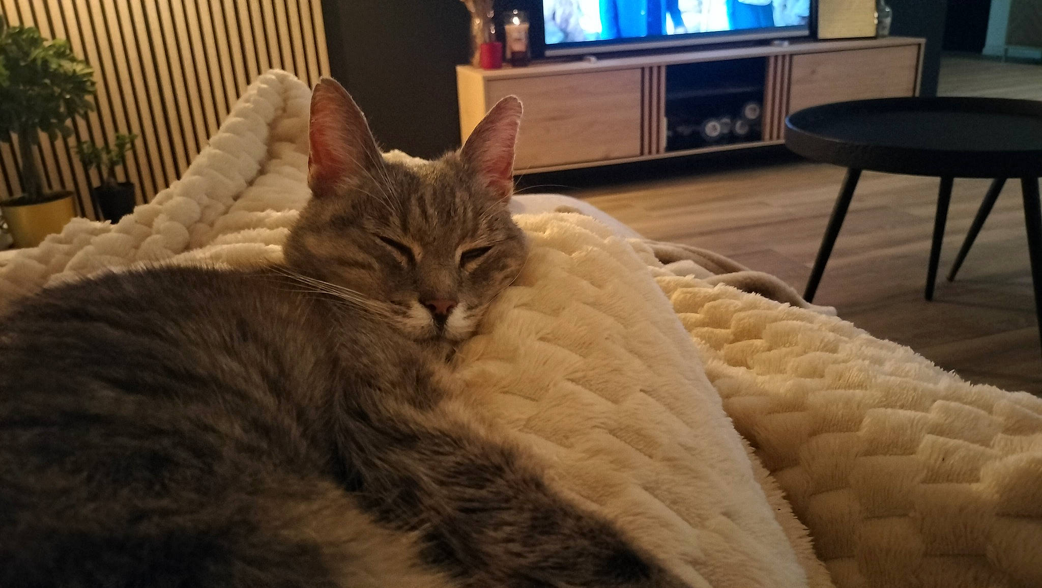 Poupouce a rejoint le concours — aidez-le/la à gagner de superbes lots ! carnivore, cat, claw, comfort, couch, curtain, domestic_short_haired_cat, entertainment_center, felidae, fur, houseplant, linens, living_room, room, small_to_medium_sized_cats, tail, television, television_set, tree, whiskers