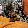Slinky participe au concours pour gagner de l'argent avec cette photo : dog, puppy, dachshund, dappled, pet, animal, cozy, blanket, orange, brown, black, grey, white, paw, ears, cute, relaxed, indoor, portrait, closeup