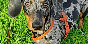 Slinky a rejoint le concours — aidez-le/la à gagner de superbes lots ! dog, dachshund, dappled_coat, orange_harness, leash, grass, outdoor, pet, animal, canine, closeup, brown_eyes, ears, snout, standing, nature, greenery, daylight, portrait, curious