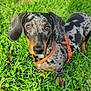 dog, dachshund, dappled_coat, orange_harness, leash, grass, outdoor, pet, animal, canine, closeup, brown_eyes, ears, snout, standing, nature, greenery, daylight, portrait, curious