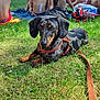Slinky participe au concours pour gagner de l'argent avec cette photo : dog, dachshund, grass, leash, people, swimwear, towel, helmet, sunny, outdoor, park, summer, relaxing, pet, canine, animal, friendship, nature, casual, group