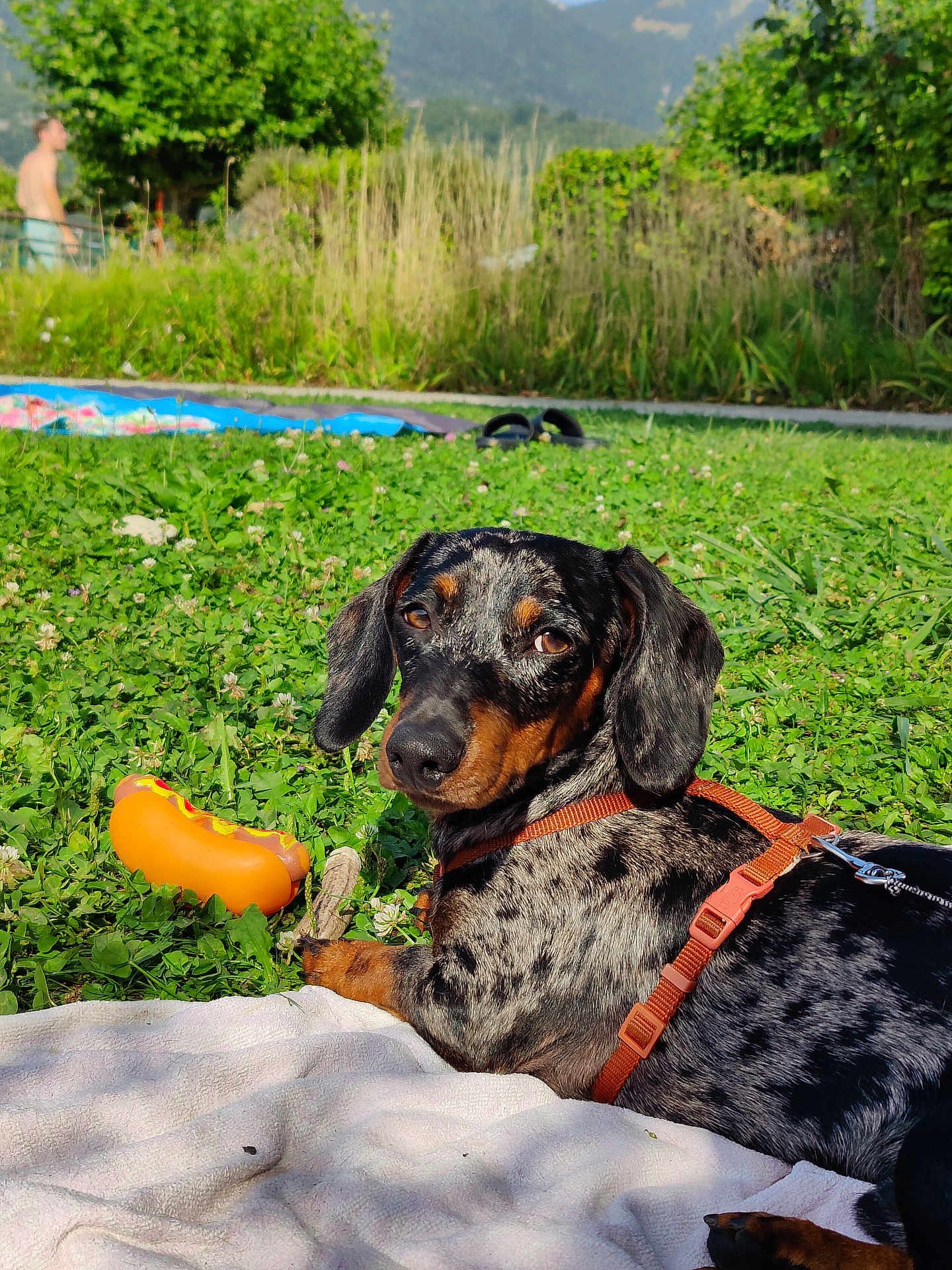 Slinky participe au concours pour gagner de l'argent avec cette photo : dog, dachshund, toy, hot_dog_toy, grass, blanket, outdoor, sunny, pet, leash, greenery, nature, relaxing, animal, playing, summer, garden, countryside, canine, fun