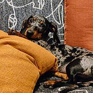 Slinky a rejoint le concours — aidez-le/la à gagner de superbes lots ! dog, puppy, dachshund, dapple, couch, pillow, orange, patterned, pet, animal, snuggling, cozy, indoor, fur, cute, resting, looking, ears, small_dog, relaxed