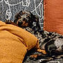 dog, puppy, dachshund, dapple, couch, pillow, orange, patterned, pet, animal, snuggling, cozy, indoor, fur, cute, resting, looking, ears, small_dog, relaxed