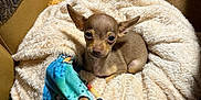 Little Foot is registered to the contest to win money with this photo: animal, bed, blanket, chihuahua, colorful, cozy, cute, dog, ears, fabric, fur, indoor, looking_up, pet, puppy, resting, sleeping_bed, small_dog, soft, tiny