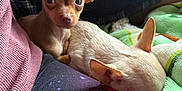 Little Foot is registered to the contest to win money with this photo: dog, puppy, small_dog, chihuahua, sleeping, alert, blanket, fabric, colorful, cozy, indoor, cute, pet, animal, ears, resting, companion, closeup, soft, relaxing