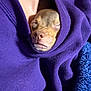 Little Foot is registered to the contest to win money with this photo: animal, blanket, closeup, clothing, cozy, cute, dog, face, fur, hoodie, indoor, nap, pet, puppy, purple, relaxed, sleeping, small, snout, warm