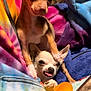 Chicken is registered to the contest to win money with this photo: dog, chihuahua, puppy, tongue_out, paw, blanket, tie_dye, colorful, snuggling, cute, small_dog, pet, animal, indoor, cozy, playful, fur, face, tongue, resting
