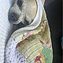 Chicken is registered to the contest to win money with this photo: dog, blanket, knitwear, cozy, sleepy, pet, indoor, resting, cute, small_dog, wrapped, comfort, textile, closeup, face, fur, animal, relaxation, home, nap