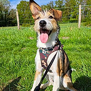 Ficelle participe au concours pour gagner de l'argent avec cette photo : dog, canine, pet, outdoor, grass, harness, leash, happy, tongue_out, ears_up, sunny, blue_sky, nature, greenery, playful, sitting, daylight, excited, animal, muzzle