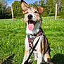 dog, canine, pet, outdoor, grass, harness, leash, happy, tongue_out, ears_up, sunny, blue_sky, nature, greenery, playful, sitting, daylight, excited, animal, muzzle