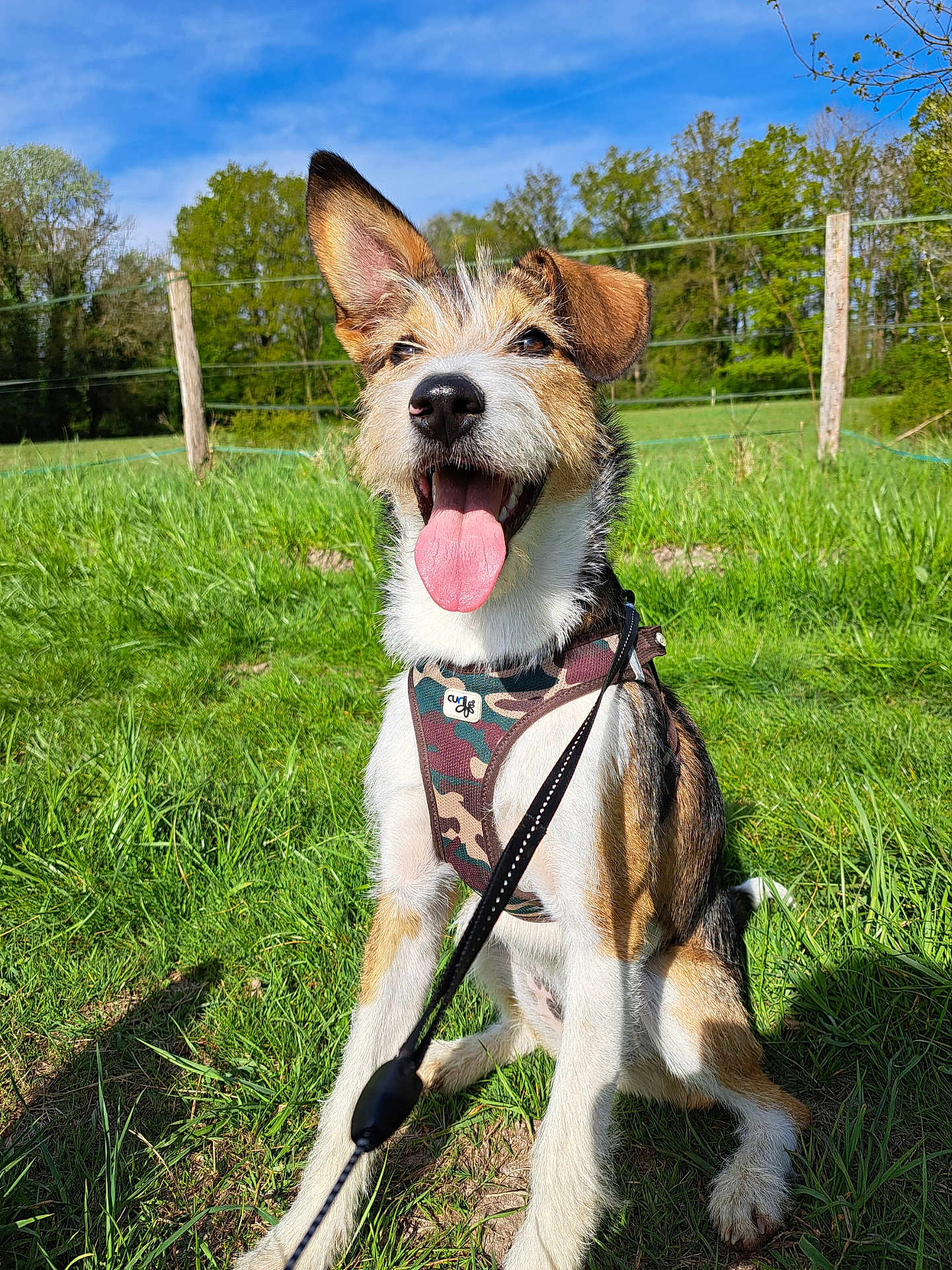 Ficelle participe au concours pour gagner de l'argent avec cette photo : dog, canine, pet, outdoor, grass, harness, leash, happy, tongue_out, ears_up, sunny, blue_sky, nature, greenery, playful, sitting, daylight, excited, animal, muzzle