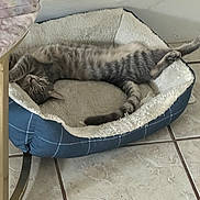 Indira Robles joined the competition — help win amazing prizes! cat, tabby, pet_bed, relaxed, sleeping, cozy, indoor, floor, tile_floor, feline, resting, stretching, fur, animal, domestic_animal, cute, comfort, home, bed, sleep