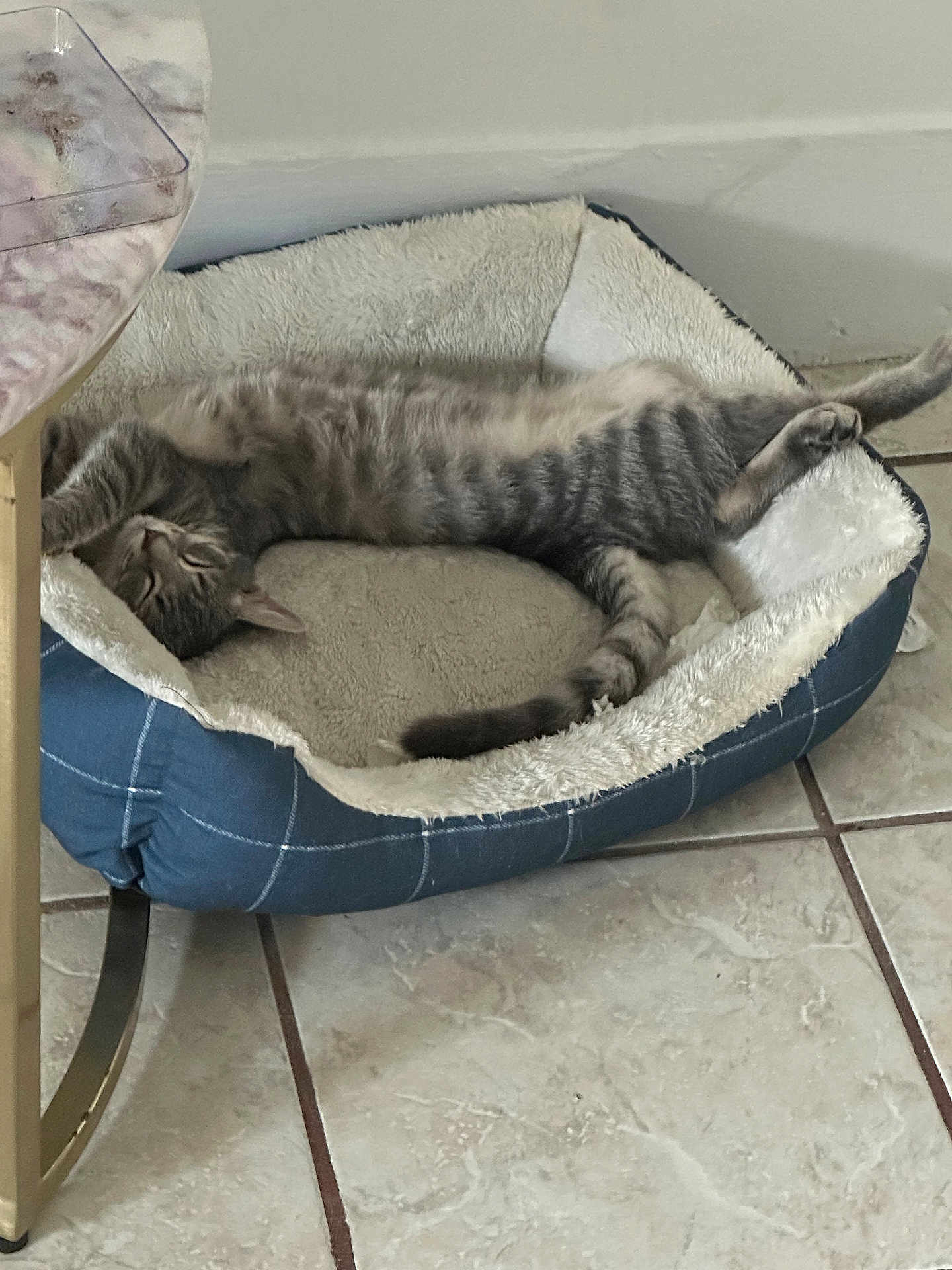 Indira Robles joined the competition — help win amazing prizes! cat, tabby, pet_bed, relaxed, sleeping, cozy, indoor, floor, tile_floor, feline, resting, stretching, fur, animal, domestic_animal, cute, comfort, home, bed, sleep