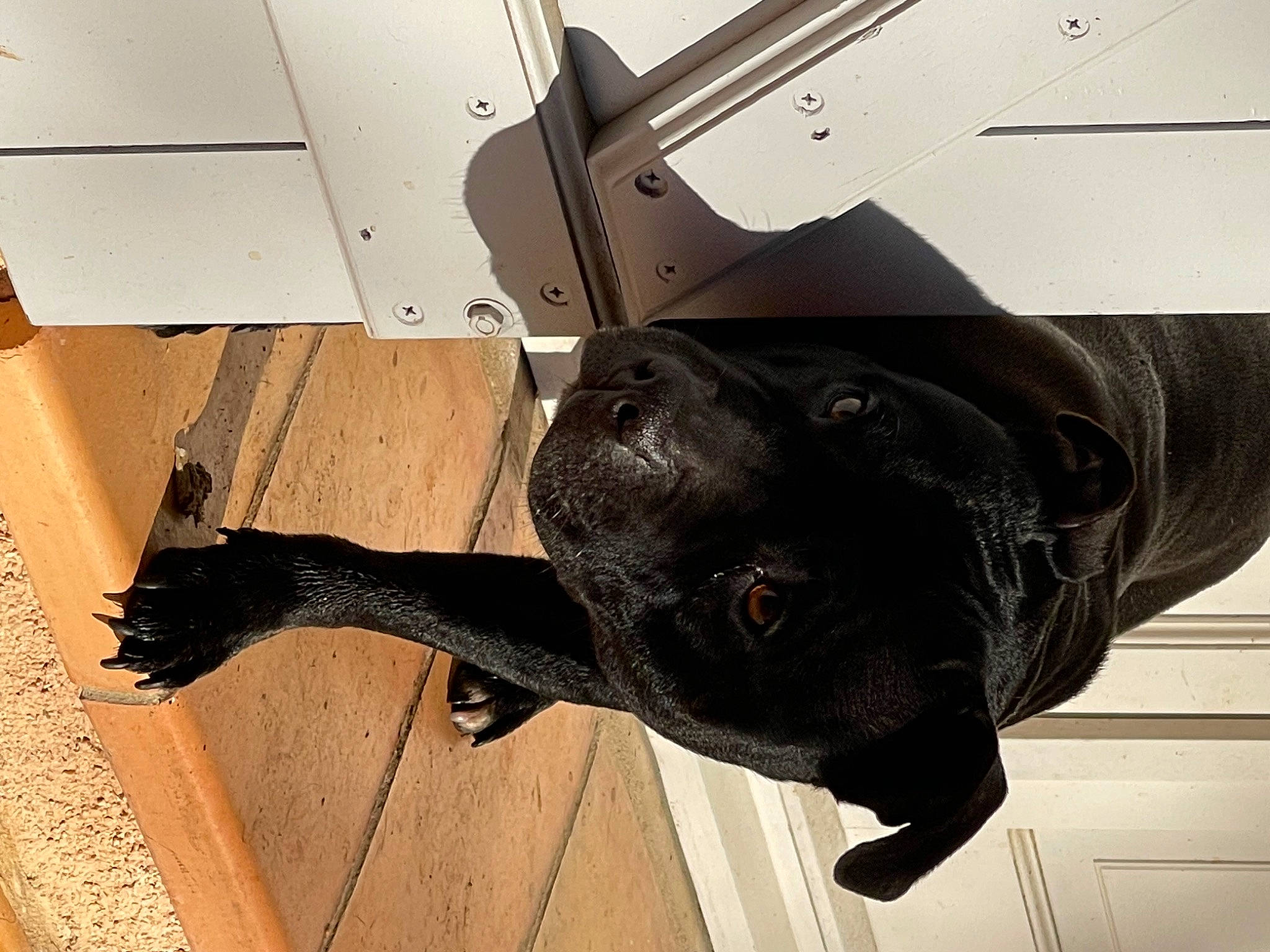 Naya participe au concours pour gagner de l'argent avec cette photo : auto_part, automotive_tire, bumper, carnivore, dog_breed, fender, flooring, foot, gas, hardwood, hood, rim, snout, sporting_group, tail, tire, tread, vehicle_door, wood, working_animal