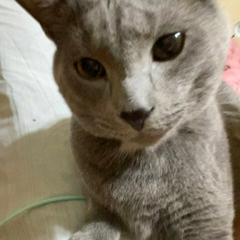 Posty joined the competition — help win amazing prizes! abyssinian, angora, animal, bed, bedroom, can, cat, couch, cushion, furniture, homedecor, indoors, kitten, linen, manx, person, pet, room, siamese, tin