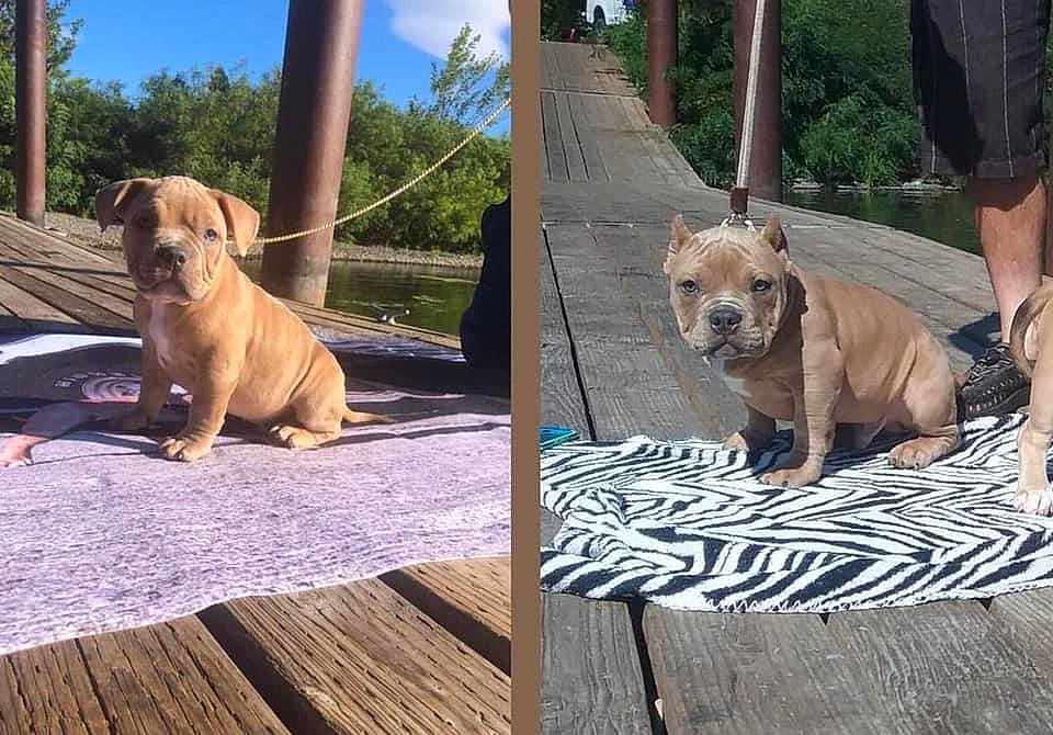 Scrappy Doo joined the competition — help win amazing prizes! canidae, carnivore, collar, companion_dog, dog, dog_breed, dog_collar, dog_supply, fawn, flooring, mammal, pet_supply, plant, shorts, sky, snout, sporting_group, tree, wood, working_animal