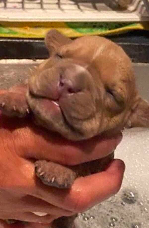 Scrappy Doo is registered to the contest to win money with this photo: canidae, carnivore, companion_dog, dog, dog_breed, ear, fawn, finger, gesture, jaw, liver, nail, ori_pei, paw, shar_pei, sporting_group, terrestrial_animal, thumb, wood, wrinkle