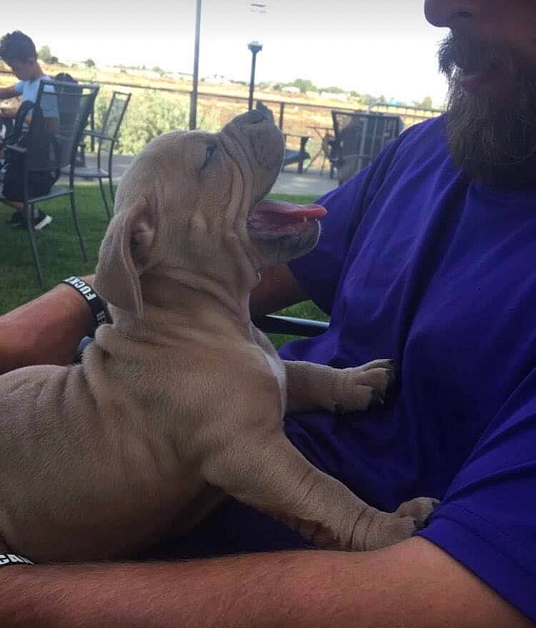 Scrappy Doo joined the competition — help win amazing prizes! beard, canidae, cap, carnivore, chair, companion_dog, dog, dog_breed, event, fawn, fun, gesture, guard_dog, hat, recreation, sitting, sky, sporting_group, t_shirt, working_animal