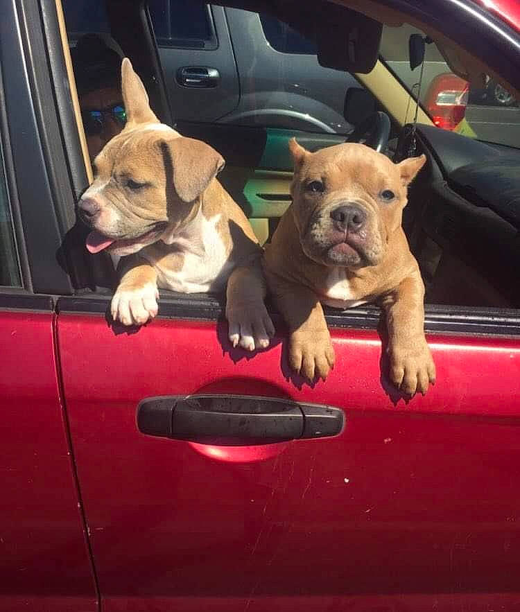 Scrappy Doo joined the competition — help win amazing prizes! automotive_design, automotive_exterior, automotive_lighting, automotive_mirror, car, carnivore, companion_dog, dog, dog_breed, door, fawn, hood, light, mammal, mode_of_transport, motor_vehicle, vehicle, vehicle_door, vertebrate, windscreen_wiper