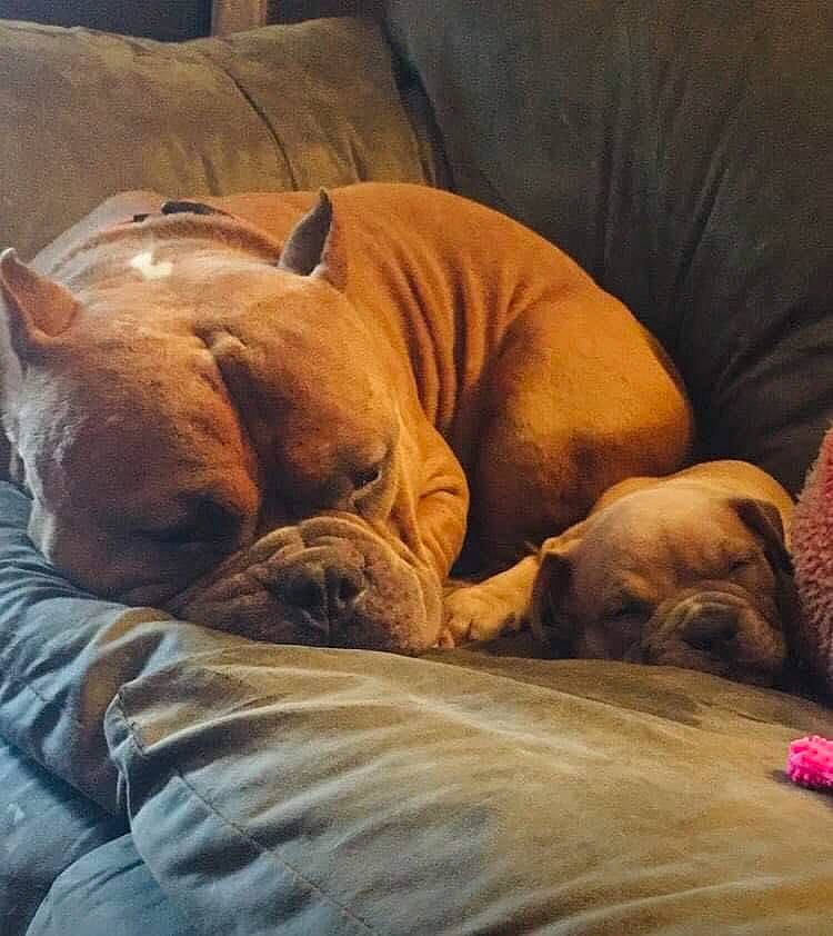 Scrappy Doo is registered to the contest to win money with this photo: canidae, carnivore, comfort, companion_dog, dog, dog_breed, fawn, felidae, fur, hardwood, linens, nap, paw, snout, sporting_group, terrestrial_animal, whiskers, wildlife, wood, wrinkle