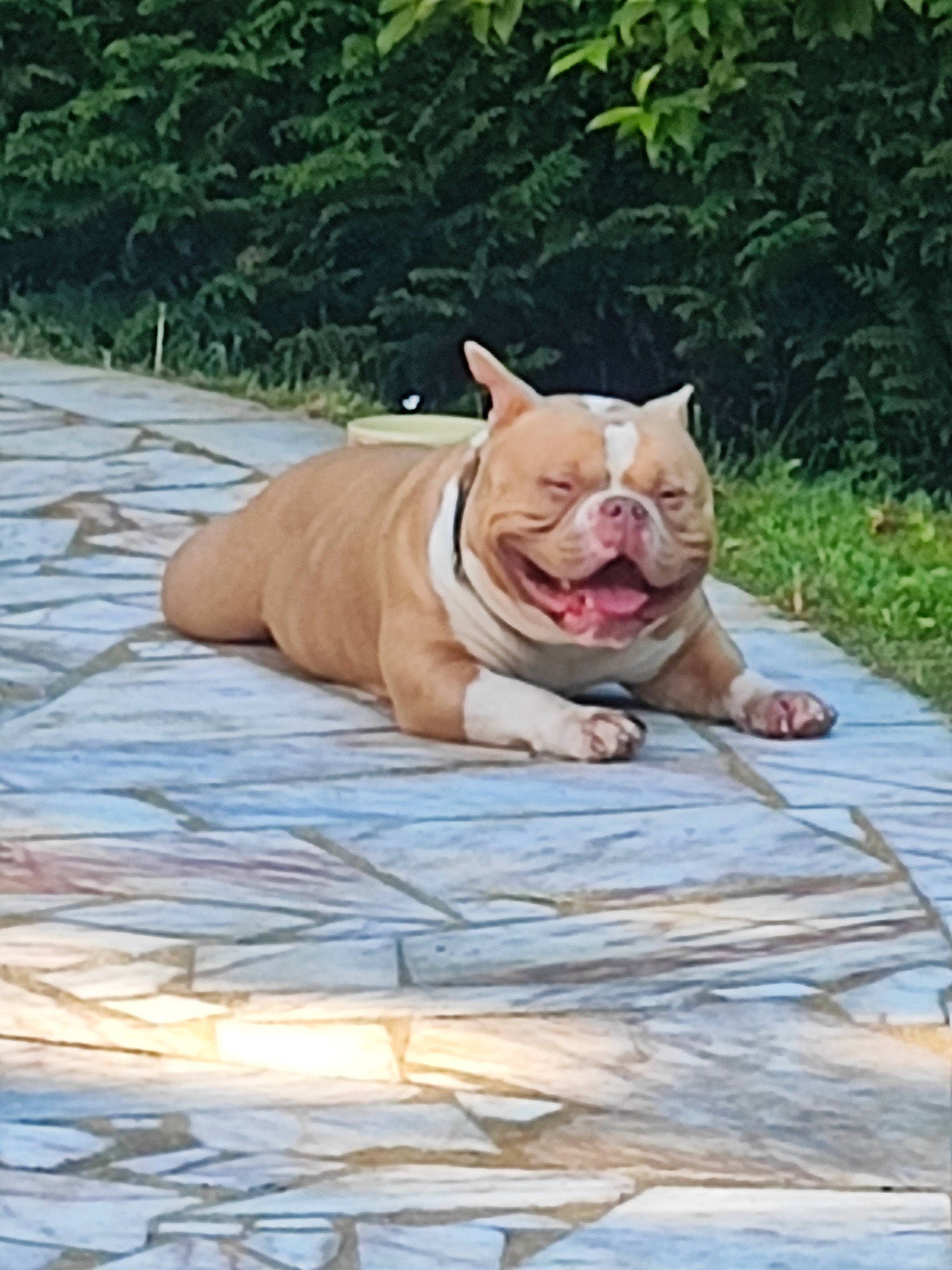 Tetsu participe au concours pour gagner de l'argent avec cette photo : canidae, carnivore, comfort, companion_dog, dog_breed, fawn, felidae, flooring, grass, plant, small_to_medium_sized_cats, snout, sporting_group, tail, terrestrial_animal, trunk, whiskers, wildlife, wood, wrinkle