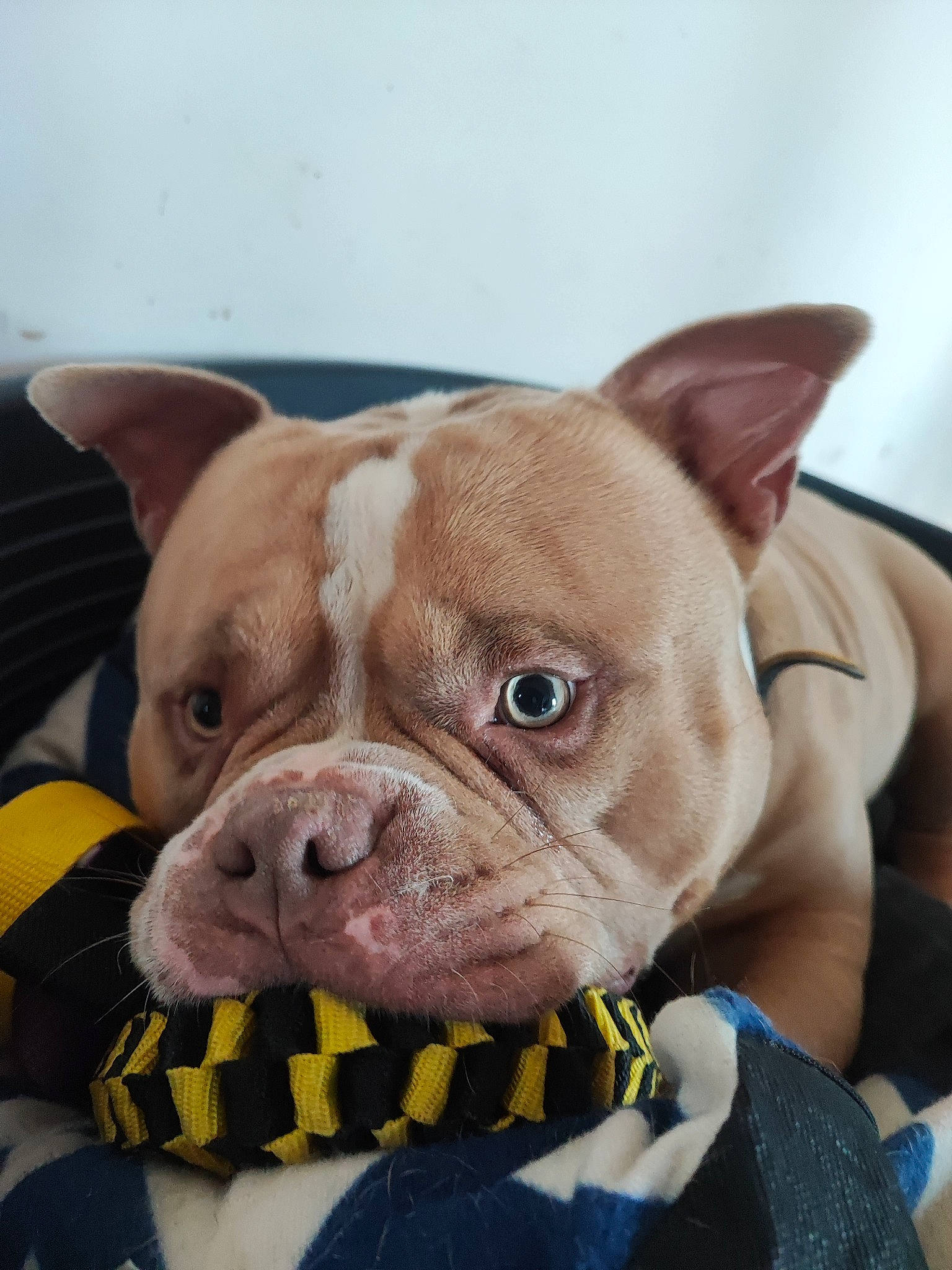 Tetsu participe au concours pour gagner de l'argent avec cette photo : bulldog, canidae, carnivore, collar, companion_dog, dog, dog_breed, dog_collar, dog_supply, ear, fawn, french_bulldog, fur, leash, snout, sporting_group, toy_dog, whiskers, working_animal, wrinkle