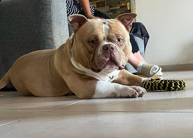 Tetsu participe au concours pour gagner de l'argent avec cette photo : bulldog, canidae, carnivore, comfort, companion_dog, dog, dog_breed, fawn, molosser, non_sporting_group, snout, sporting_group, table, terrestrial_animal, toy_dog, white_english_bulldog, wrinkle