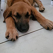 Nala a rejoint le concours — aidez-le/la à gagner de superbes lots ! animal, beagle, boxer, bulldog, canine, dog, germanshepherd, goldenretriever, hardwood, hound, husky, labradorretriever, person, pet, pitbull, puppy, sleeping, snout, wood