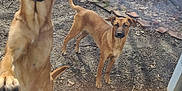 Nala participe au concours pour gagner de l'argent avec cette photo : animal, beagle, boxer, bulldog, canine, chihuahua, dog, germanshepherd, goldenretriever, hound, labradorretriever, leash, pet, plywood, pointer, puppy, slate, soil, window, wood
