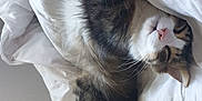Smoky participe au concours pour gagner de l'argent avec cette photo : animal, bed, bedroom, blanket, cat, couch, cushion, face, furniture, head, homedecor, indoors, kitten, manx, person, pet, pillow, quilt, room, sleeping