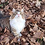 Smoky participe au concours pour gagner de l'argent avec cette photo : animal, cat, face, grass, head, kitten, leaf, manx, maple, mapleleaf, person, pet, photography, plant, portrait, rock, soil, tree, vegetation, wood
