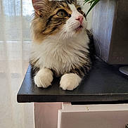 Smoky a rejoint le concours — aidez-le/la à gagner de superbes lots ! abyssinian, animal, cat, closet, computer, cupboard, desk, drawer, electronics, furniture, hardwood, kitten, laptop, manx, pet, plate, plywood, shelf, table, wood