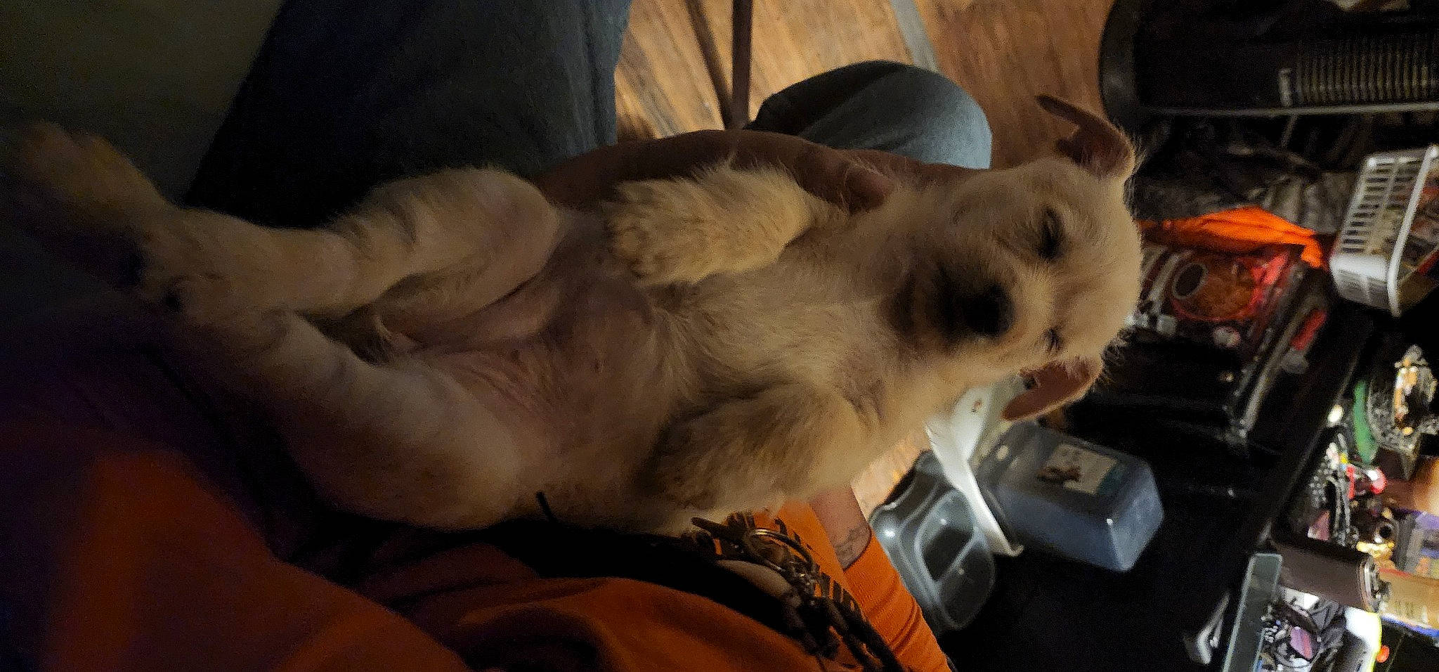 Gypsy Soul joined the competition — help win amazing prizes! carnivore, claw, collar, comfort, companion_dog, dog, dog_breed, fawn, felidae, fur, nap, non_sporting_group, paw, small_to_medium_sized_cats, sporting_group, tail, whiskers, working_animal