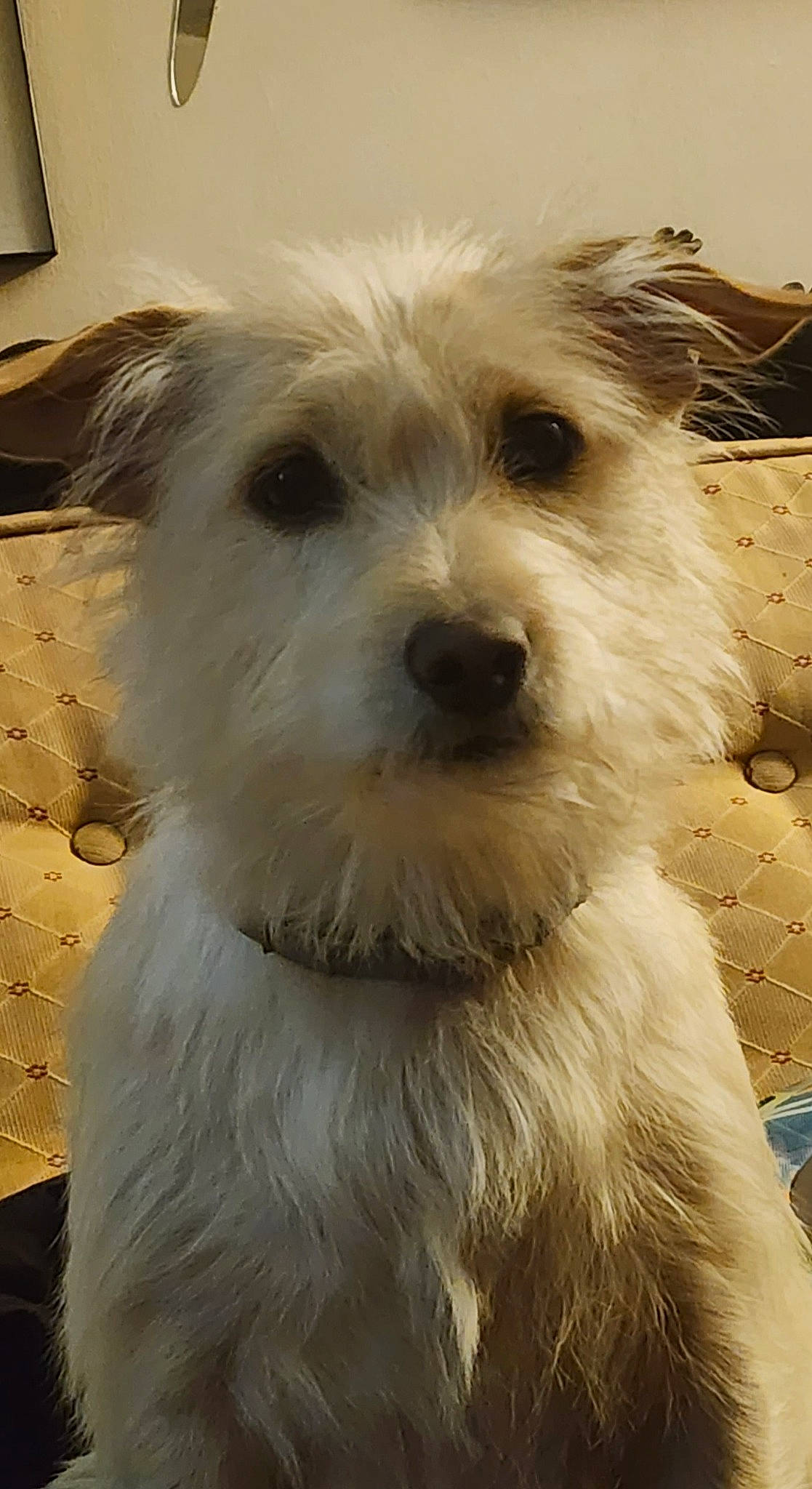 Gypsy Soul is registered to the contest to win money with this photo: canidae, carnivore, companion_dog, dog, dog_breed, fur, lamp, maltepoo, non_sporting_group, small_terrier, snout, sporting_group, terrier, toy_dog, working_animal