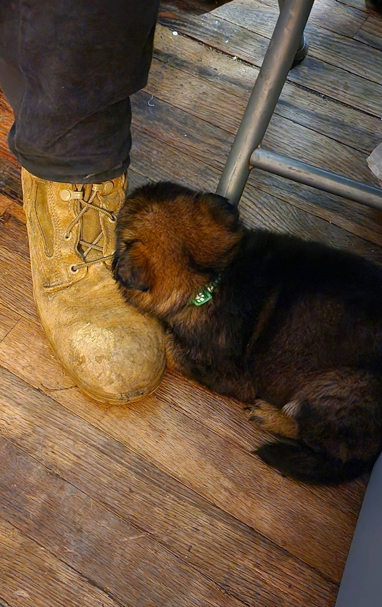 Slade is registered to the contest to win money with this photo: canidae, carnivore, comfort, companion_dog, dog, dog_breed, fawn, flooring, foot, fur, hardwood, human_leg, liver, pet_supply, snout, sporting_group, terrestrial_animal, whiskers, wood, working_animal