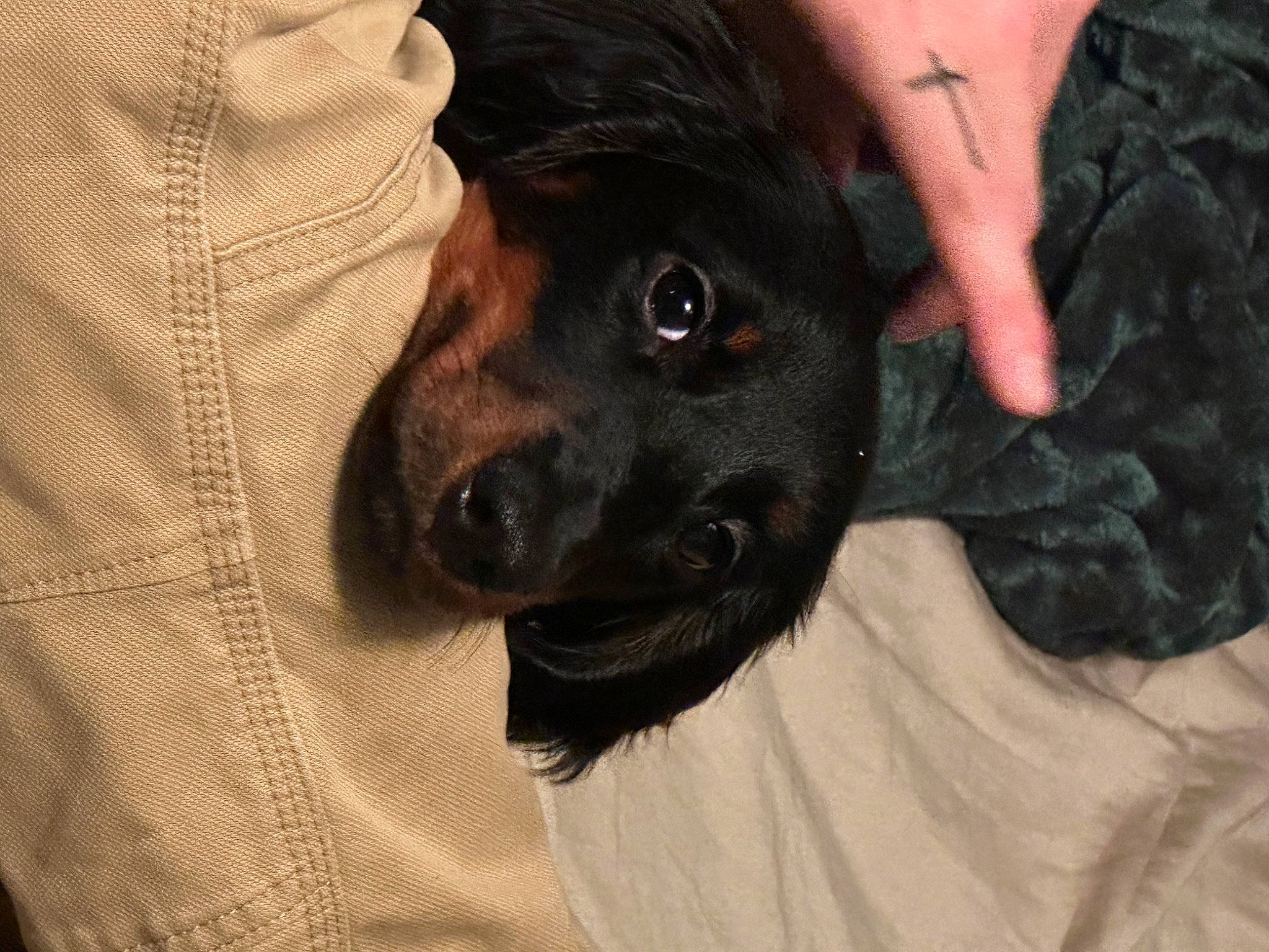 Arlo is registered to the contest to win money with this photo: borador, canidae, carnivore, collar, companion_dog, dog, dog_breed, dress_shirt, fawn, fur, gesture, guard_dog, liver, paw, puppy, sleeve, snout, sporting_group, whiskers, working_animal