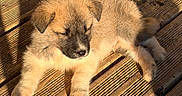 Ace a rejoint le concours — aidez-le/la à gagner de superbes lots ! puppy, dog, sleeping, wooden_deck, sunlight, shadow, outdoor, pet, fur, closeup, animal, cute, relaxing, nature, daylight, resting, small_dog, texture, peaceful, adorable
