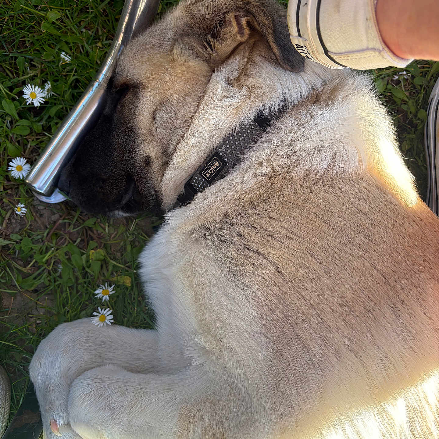 Ace a rejoint le concours — aidez-le/la à gagner de superbes lots ! dog, sleeping, grass, daisies, sunlight, outdoor, footwear, shoe, human_leg, collar, pet, nature, relaxation, paw, resting, animal, closeup, daylight, summer, peaceful