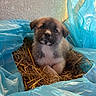 Ace a rejoint le concours — aidez-le/la à gagner de superbes lots ! puppy, dog, straw, blue_plastic, cute, fur, animal, pet, young, nest, snout, ears, whiskers, sitting, looking, indoors, light, texture, background, closeup