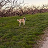 Ace participe au concours pour gagner de l'argent avec cette photo : dog, grass, outdoor, tree, path, sky, nature, pet, animal, landscape, sunset, field, bare_tree, canine, walking, green, hill, evening, alone, small_dog