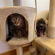 Ace a rejoint le concours — aidez-le/la à gagner de superbes lots ! animal, cat, cat_tree, cozy, cute, dog, fur, indoor, kitten, paw, pet, playful, puppy, rope, scratching_post, tabby, tongue, whiskers, wood_floor, yawning