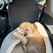 Ace a rejoint le concours — aidez-le/la à gagner de superbes lots ! puppy, dog, pet_bed, car_interior, sunlight, seat, window, seatbelt, dashboard, steering_wheel, side_mirror, fur, animal, cozy, resting, cute, young_dog, indoors, vehicle, relaxing