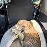 puppy, dog, pet_bed, car_interior, sunlight, seat, window, seatbelt, dashboard, steering_wheel, side_mirror, fur, animal, cozy, resting, cute, young_dog, indoors, vehicle, relaxing