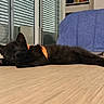 animal, black_cat, blue_couch, companion, cozy, cute, domestic, feline, fur, household, indoor, kitten, lying_down, orange_harness, paws, pet, relaxed, resting, wooden_floor, young_cat