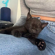 Batman participe au concours pour gagner de l'argent avec cette photo : animal, black_cat, casual_clothing, comfort, cozy, cute, feline, fur, grey_top, indoor, jeans, kitten, lap, paw, person, pet, relaxation, resting, sleeping, young_cat