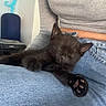 animal, black_cat, casual_clothing, comfort, cozy, cute, feline, fur, grey_top, indoor, jeans, kitten, lap, paw, person, pet, relaxation, resting, sleeping, young_cat